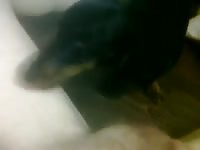 A snack for fido gaybeast com [ Girl Fucked by Animal ]