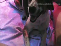 Adm mutt1 lickingme