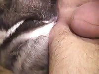 Akita knot gaybeast com [ Zoophilia Girls ]