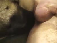 Akita knot pullout gaybeast com [ Zoophilia Porn Video With Woman ]