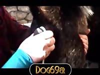 Akita wolf anal gaybeast com [ Beastiality Porn Tube With Girl ]
