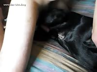 Aluzky dry hump aluzky home made videos dog lover german shepherd