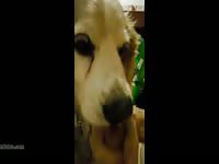 Aluzky hcock lickjob