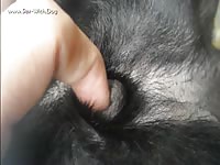 Aluzky llab fingerjob 1 aluzky home made videos dog lover german shepherd
