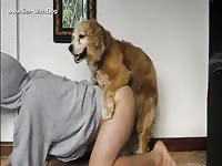 Aluzky llab hcock knotted kissing aluzky home made videos dog lover german shepherd
