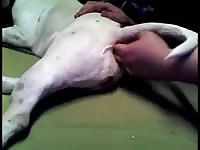 Anal fingering gaybeast com [ Zoophilia Girl ]