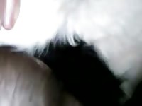 Anal fuck male calf gaybeast com [ Animal Sex With Woman ]