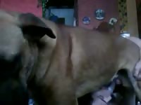 Anal fuck to big dog gaybeast com [ Beastiality lust ]