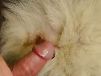 Anal malamutt gaybeast com [ Animal Sex Tube With Bitch ]