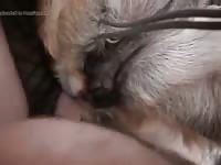 Anal missionary with Girl gaybeast com [ Zoophilia Woman ]