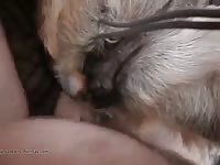 Anal with lust gaybeast com [ lust Fucked by Pet ]