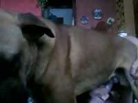 Anal with male dog gaybeast com [ Animal Porn Movie With Woman ]