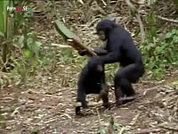 Animal like us homosexuality