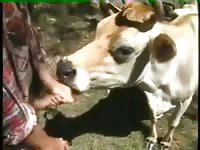 Animal sex cow very nice old cow guy fucks cow cow blows guy bestiality beastiality zoo