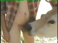 Animal sex cow very nice old cow guy fucks cow cow blows guy bestiality beastiality zoo2