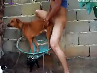 Animal sex