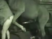 Animal horsesex horse do man movie 1 petlust gay zoo porn