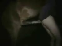 Animal horsesex horse do man movie 2 petlust gay zoo porn