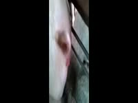 Animalboy fickt schweine im stall gaybeast com [ Beastiality Girls ](1)