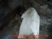 Animalboy swine mix