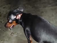 Animals met