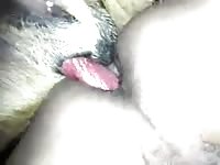Another gay dog knot2
