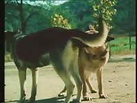 Ap dog gaybeast com [ Beastiality Sex Video With Lust ]