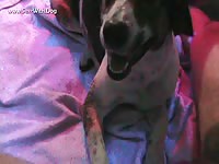 Area male mutt 3 vids w screens admtalon adm mutt1 lickingme