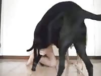 Ass and face fucked gaybeast com [ Beastiality Girl ]