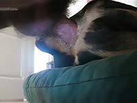 Ass dog fucked gaybeast com [ Zoophilia Girl ]