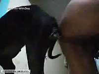 Ass to ass knotting and pullout desidog part01