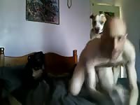 Bald guy gets knotted by pitbull gaybeast com [ Beastiality Porn With Lust ]
