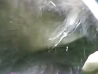 Bear coming gaybeast com [ Animal Woman ]