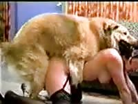 Beastiality girl gets tied with yellow dog dogknot