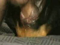 Bestiality petlust cs19 inside rottweiler male dogsex animalsex zoosex zoophile(2)