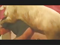 Huge pig cums inside owner's ass in animal porn