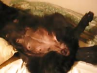 Woman fuck part 1 gaybeast com [ Zoophilia lust ]