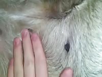Girls pussy play 2 in heat gaybeast com [ Animal Girls ]