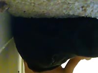 Black lab anal gaybeast com [ Animal Sex With Bitch ]