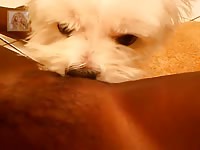 Dog licks black chick's wet pussy in amateur animal porn