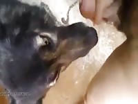 Blow dog gaybeast com [ Zoophilia lust ]