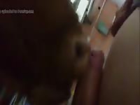 Blowjob 2 gaybeast com [ Beastiality Sex Tube With Lust ]