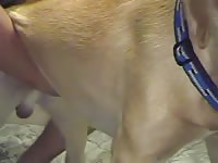 Bottom dog 1 gaybeast com [ Animal Sex Video With Woman ]