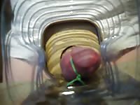 Bound cock with crickets gaybeast com [ Girl Fucked by Pet ]