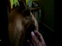 Boxer is fucked by his owner in zoophilia action