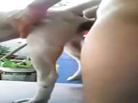 Boy and dog 5 1 gaybeast com [ Animal Sex With Girl ]