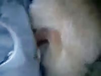 Boy and female dog gaybeast com [ Zoophilia Woman ]