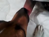 Boy dog loves to lick gaybeast com [ Zoophilia Woman ]