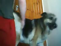 Boy fuck dog 2