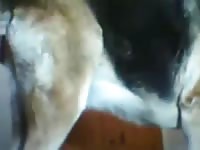 Boy fuck dog 8 gaybeast com [ Beastiality Sex With Bitch ]